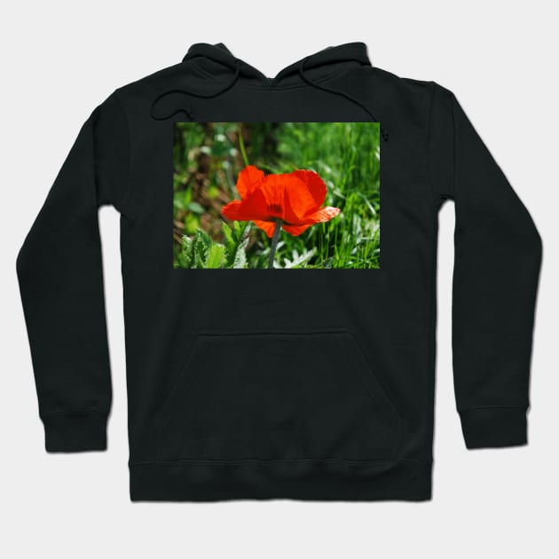 Giant Red Poppy Hoodie by jojobob